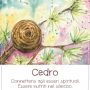 Spirito degli alberi Cedro